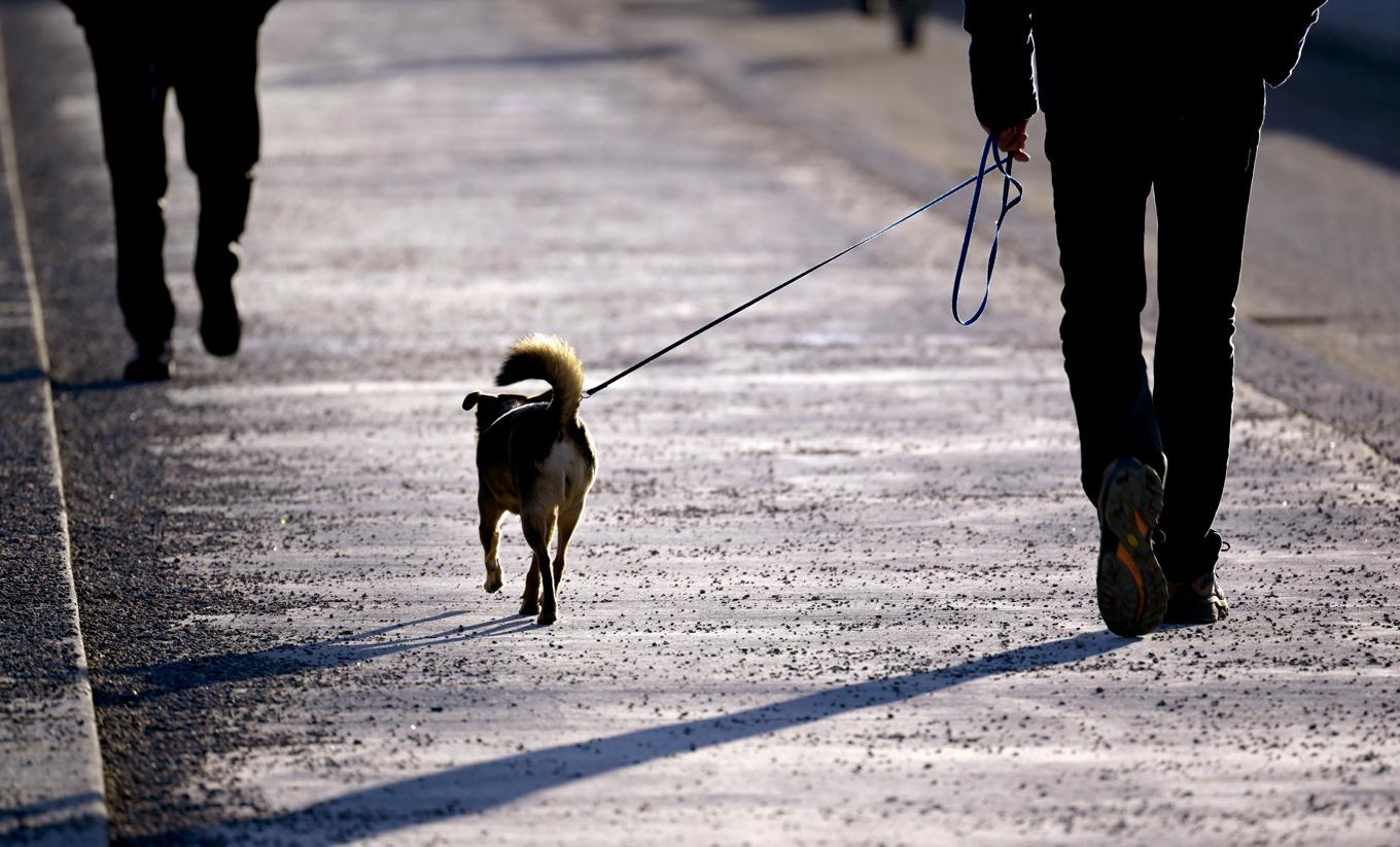 Frågan om vem som hade rätt till hunden fick avgöras i rätten. Arkivbild. Hunden på bilden har ingenting med händelsen att göra. Foto: Janerik Henriksson/TT