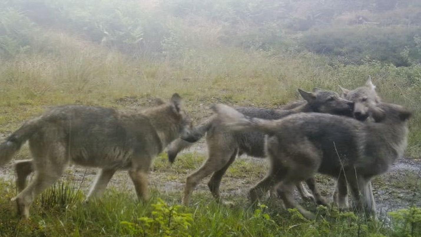 EU vill kontrollera vargstammen inom unionens gräns. Arkivbild. Foto: Länstyrelsen/TT