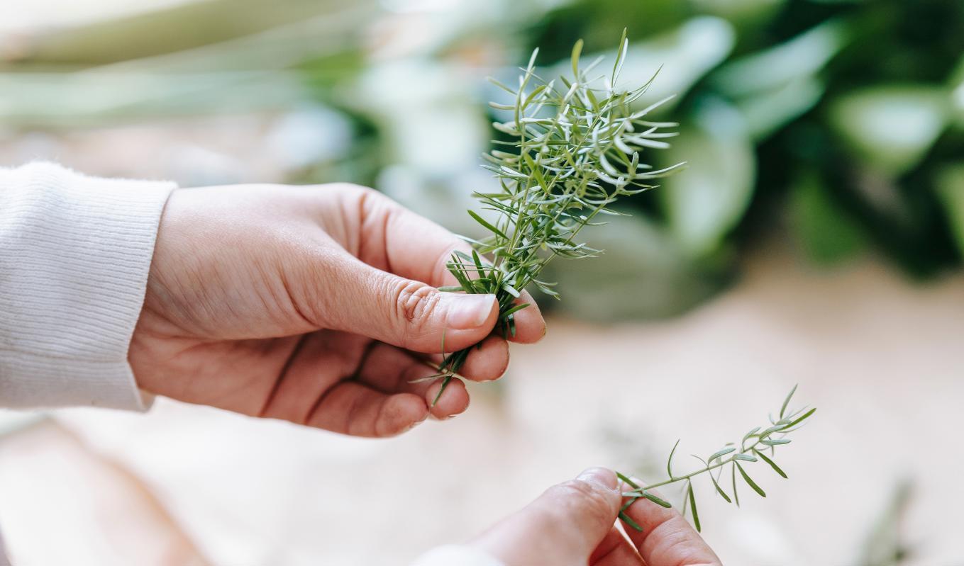 Rosmarin (Rosmarinus officinalis) är en av de vanligaste växterna i uråldriga hälso- och skönhetskurer.