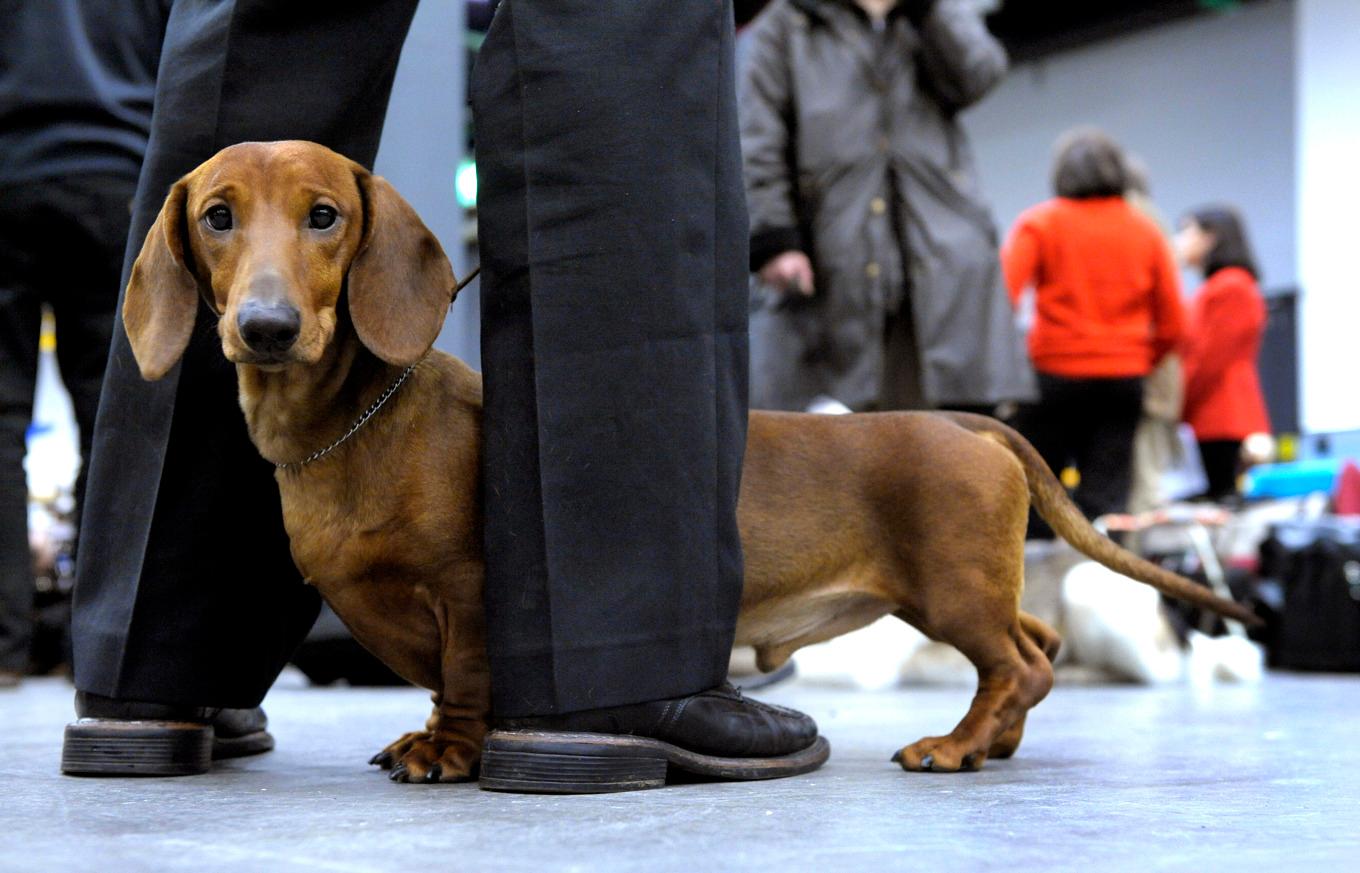 Vill du har en hund som lever länge ska du satsa på en liten med lång nos. Arkivbild. Foto: Janerik Henriksson/TT