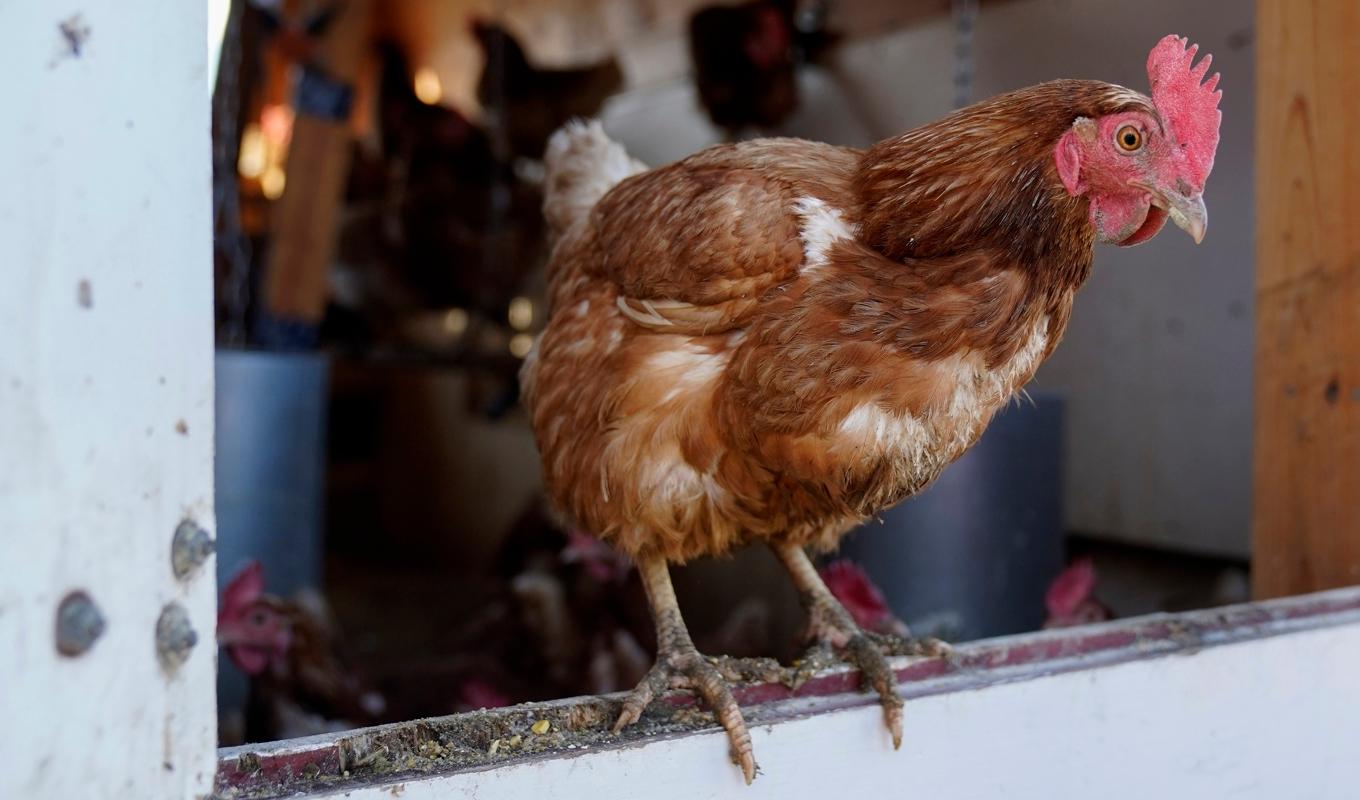 Fågelinfluensa har upptäckts på flera håll i Danmark senaste veckorna. Arkivbild. Foto: Erin Hooley/AP/TT