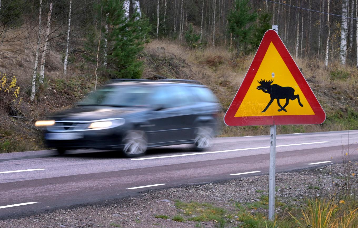 En varningsskylt för älg utanför Torsby. Nu varnar dock kommunen för en älgko inne i samhället. Arkivbild. Foto: Janerik Henriksson/TT