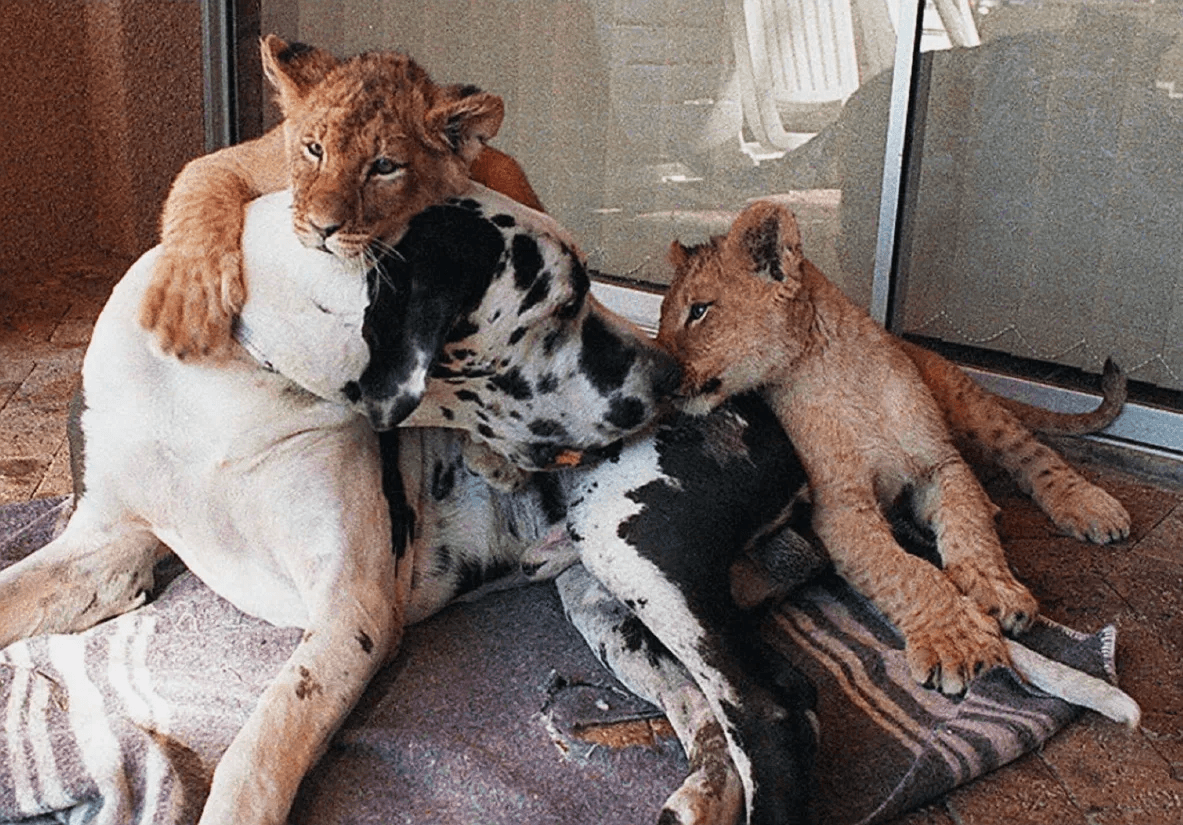 Den fyra månader gamla lejonungen Sassi får en puss av den sexåriga grand danoisen Patches. Sassis lejonkompis Chippie klänger på Patches rygg. Sassis pappa stöttes bort från sin flock, och en kycklingfarm utanför Kapstaden tog lejonungen under sina vingars beskydd. Se inte dessa lejon som två katter bland hermeliner, utan som en försmak på ett kommande nummer, där alla kattdjursälskare ska få sitt. Hund- eller kattmänniska, hos ET Weekend behöver du inte välja! Foto: Raphael Stecksén, Kungliga slotten