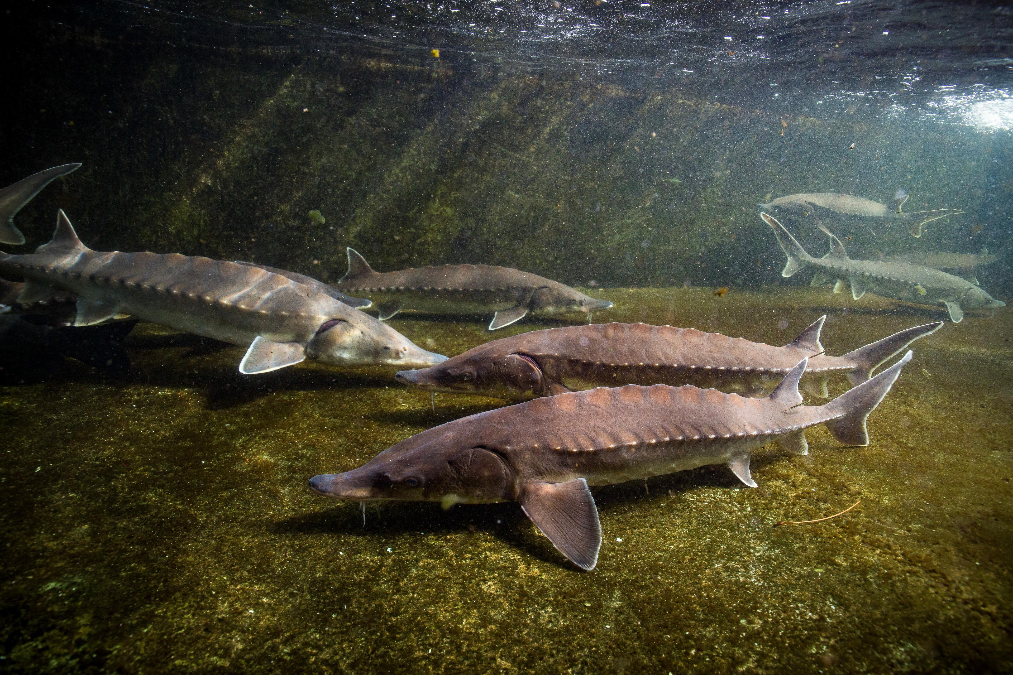 Atlantstören klassas som nationellt utdöd i Sverige. Arkivbild. Foto: Ryan Hagerty/U.S. Fish and Wildlife Service/TT