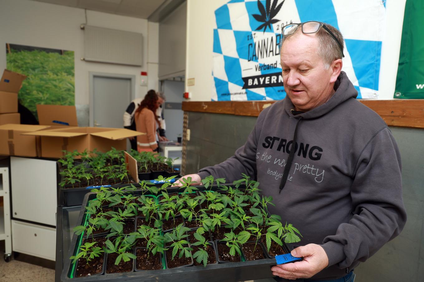 Cannabisklubbar i Tyskland förbereder sig; i juli tillåts klubbarna odla cannabis för sina medlemmars konsumtion. Foto: Johannes Simon/Getty Images