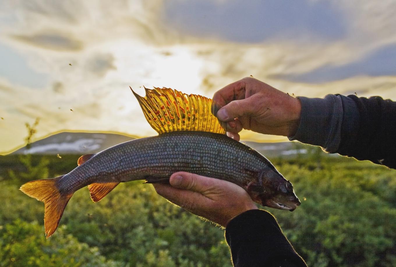 Foto: Anders Tedeholm/imagebank.Sweden.se