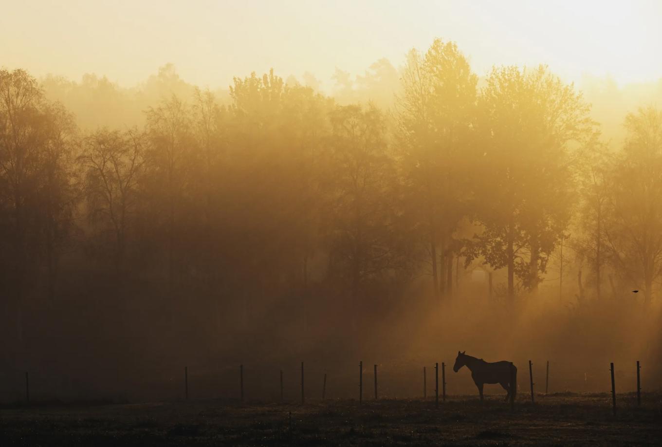 Skåne är ju känt för sina pittoreska hästgårdar med tillhörande betesmarker. Och visst är det en fager och vilsam syn. Foto: Alexander Hall/Imagebank.Sweden.se