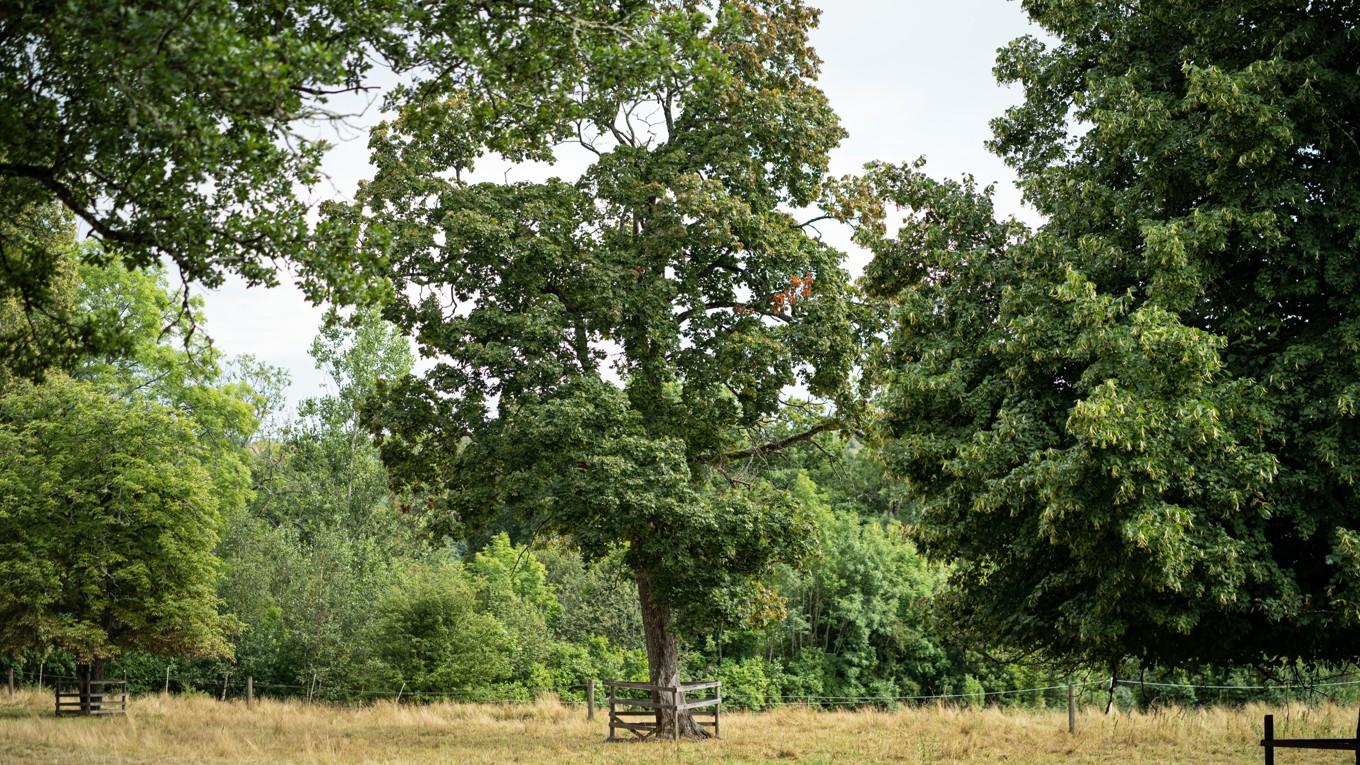 Ett forskarlag från Sverige och Storbritannien har upptäckt att träd absorberar mer metan än vad som tidigare varit känt. Foto: Sofia Drevemo