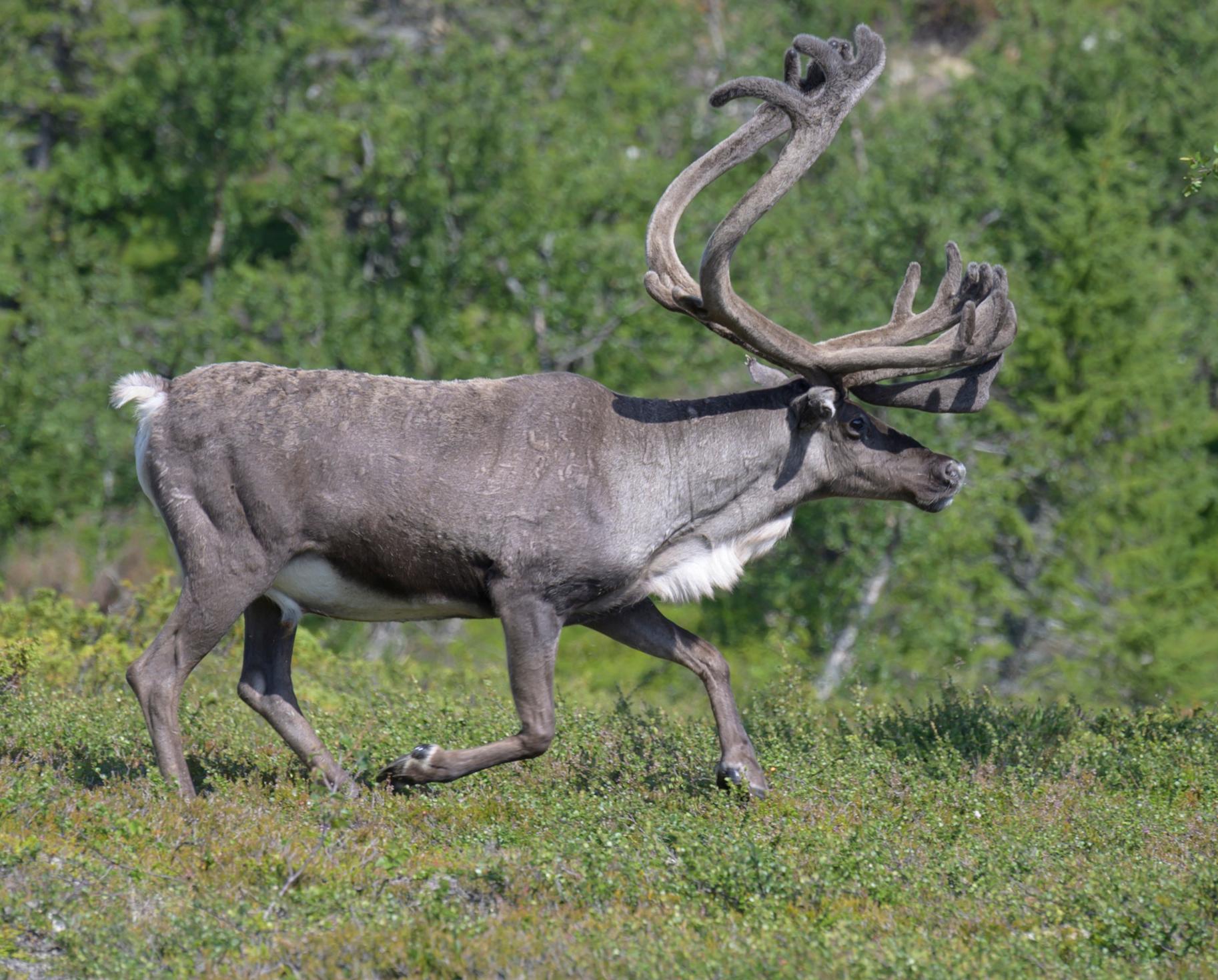 En ren, inte den på bilden, smet in i en matbutik i Tänndalen. Arkivbild. Foto: Fredrik Sandberg/TT