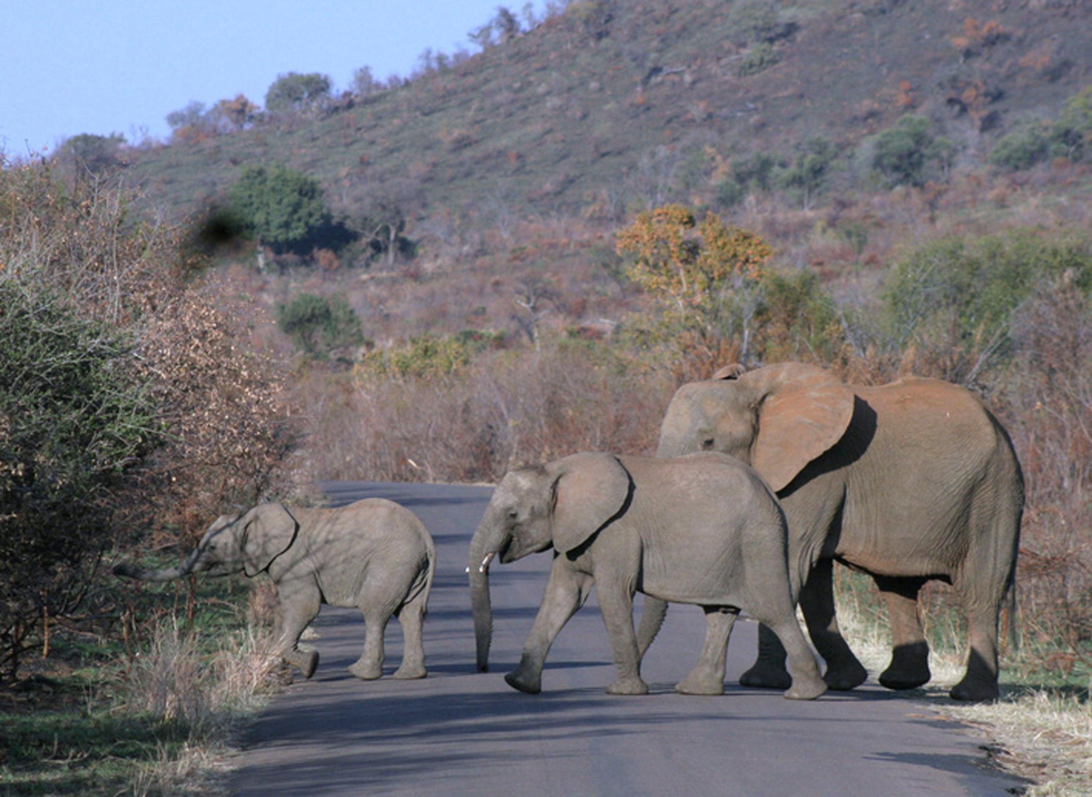 Arkivbild på elefanter i Pilanesberg nationalpark i Sydafrika. Foto: Carley Petesch/AP/TT