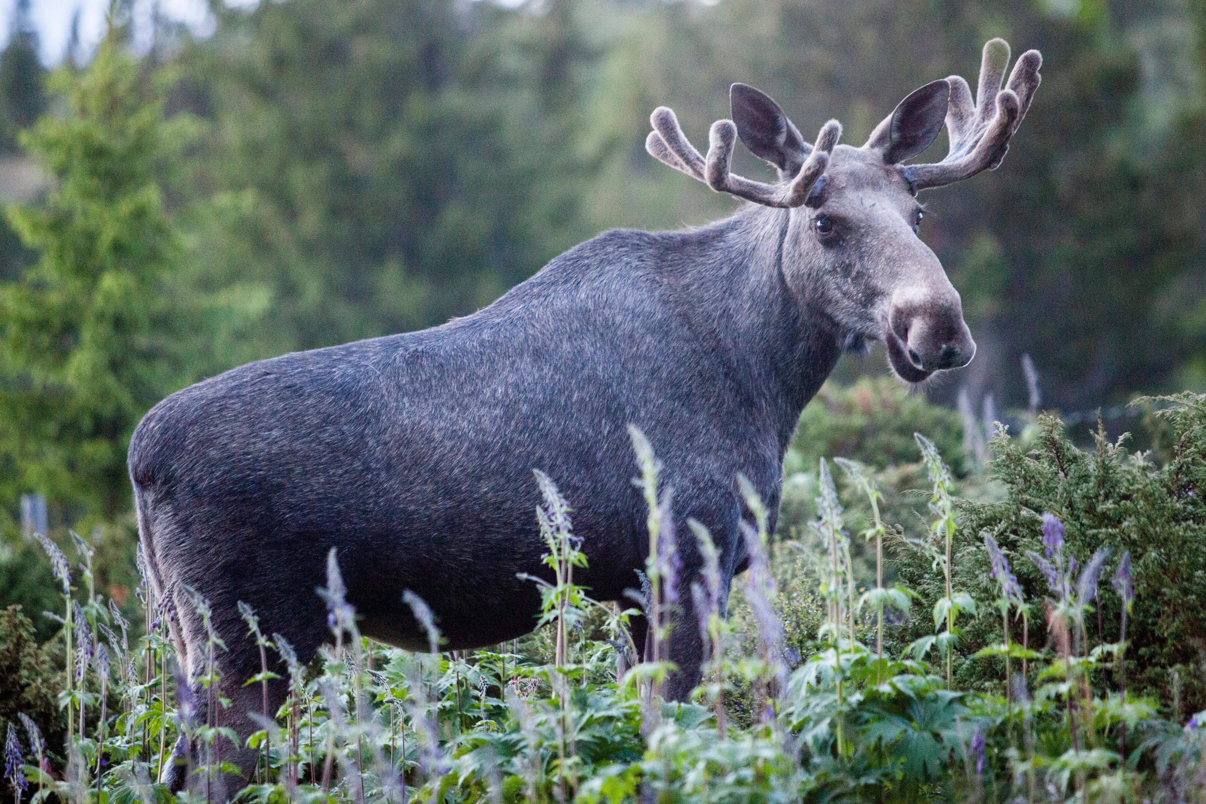 Älgstammen i Sverige har minskat kraftigt de senaste åren. Arkivbild. Foto: Paul Kleiven/NTB/TT