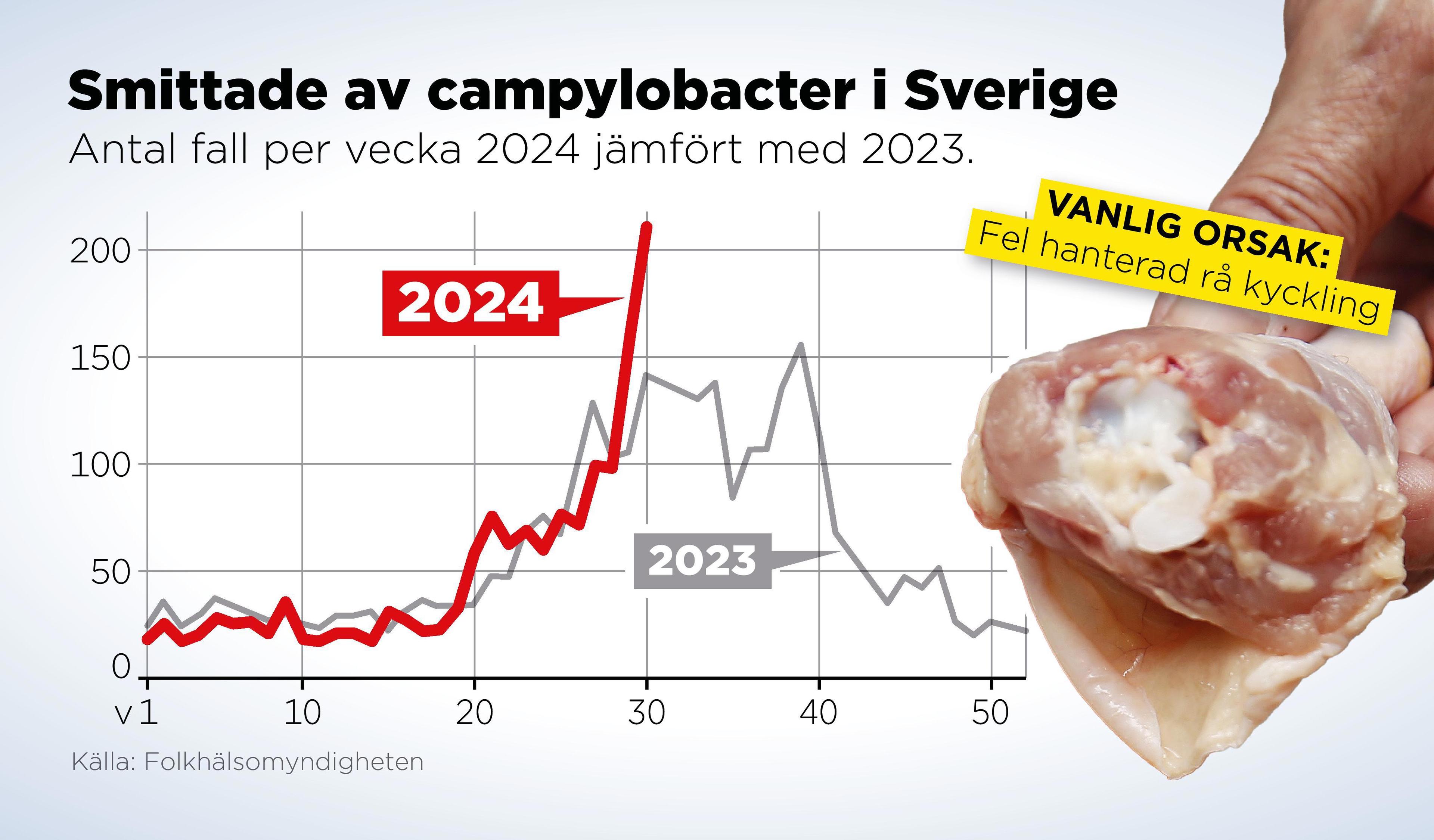 Antalet rapporterade fall av campylobacter per vecka 2024 jämfört med 2023. Foto: Anders Humlebo/TT