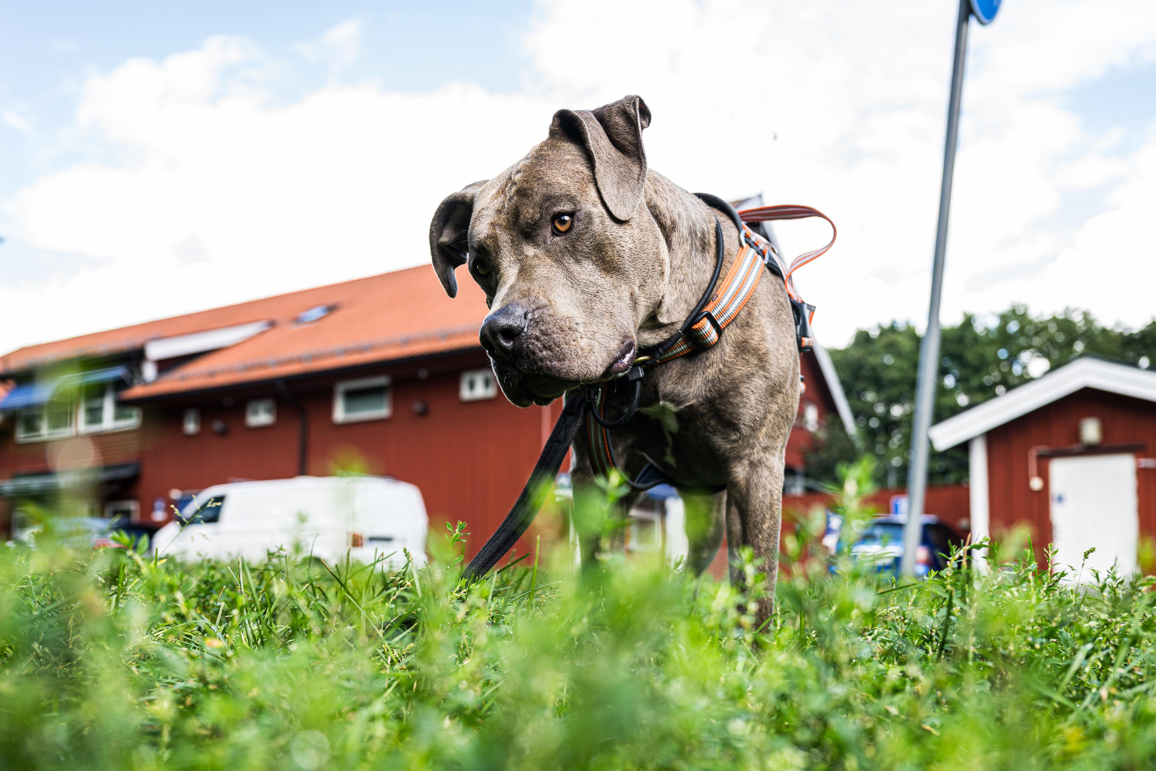 Hunden Boss är en tvåårig American Bully. Foto: Magnus Lejhall / TT