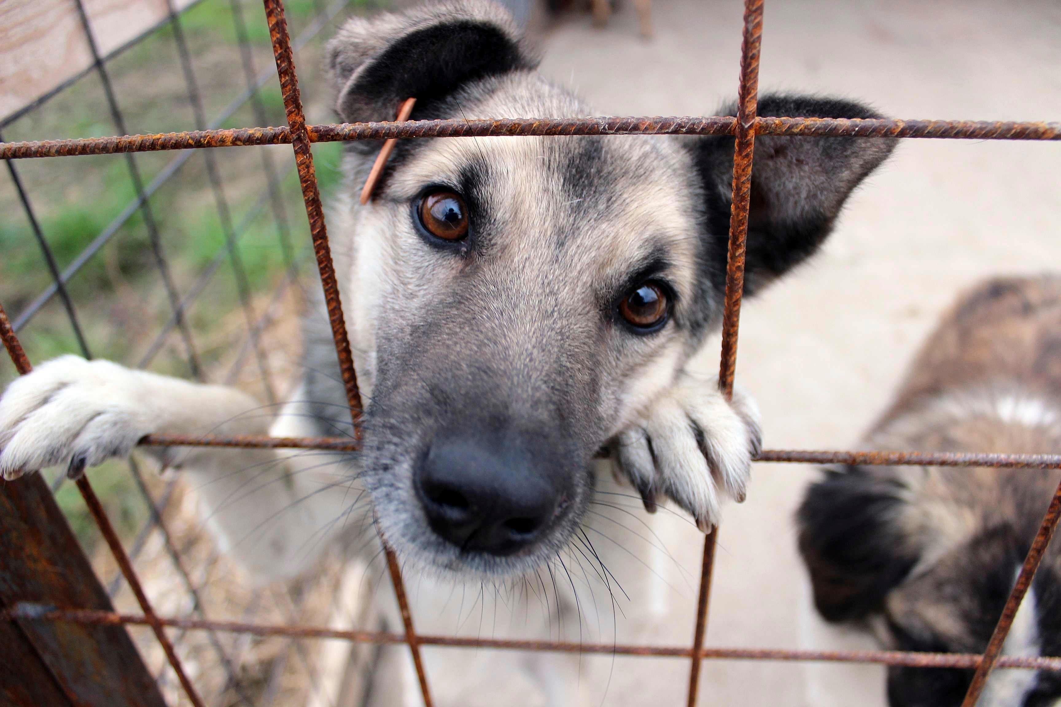 Länsstyrelsen såg det nödvändigt att omhänderta hundarna omedelbart. Hunden på bilden är inte en av hundarna i texten. Arkivbild. Foto: Liliana Ciobanu/AP/TT