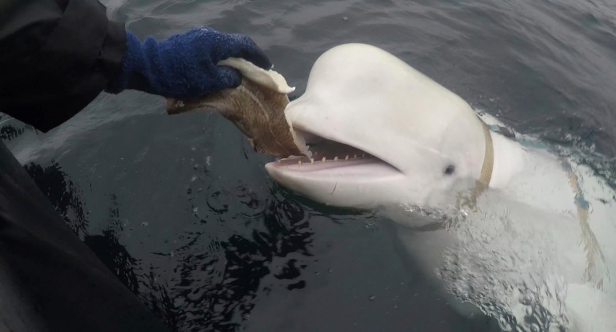 Bild från april 2019, då Hvaldimir först upptäcktes i norska arktiska vatten. Foto: Jorgen Ree Wiig/NTB/TT