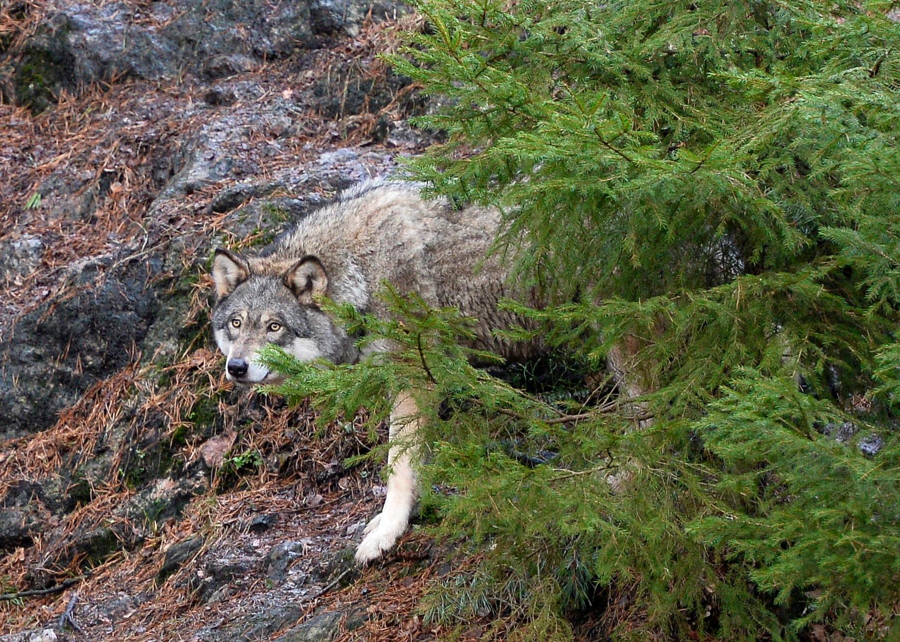 En varg har dödat fyra får, enligt länsstyrelsen i Sörmland. På bilden en annan varg. Arkivbild. Foto: Anders Wiklund/TT