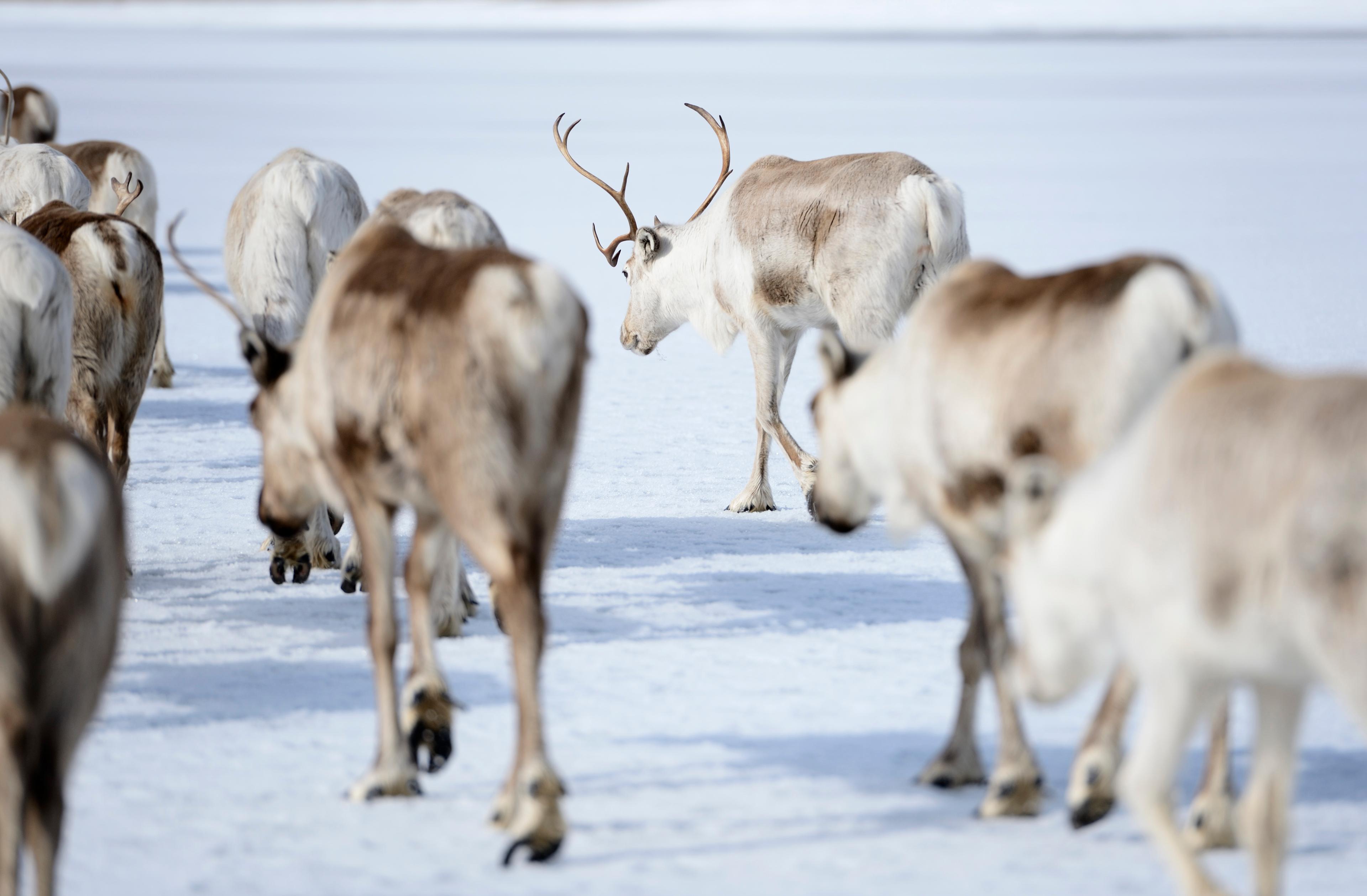 Det blir återigen nej till gruvan i Storuman, med hänvisning till rennäringen. Arkivbild. Foto: Henrik Montgomery/TT