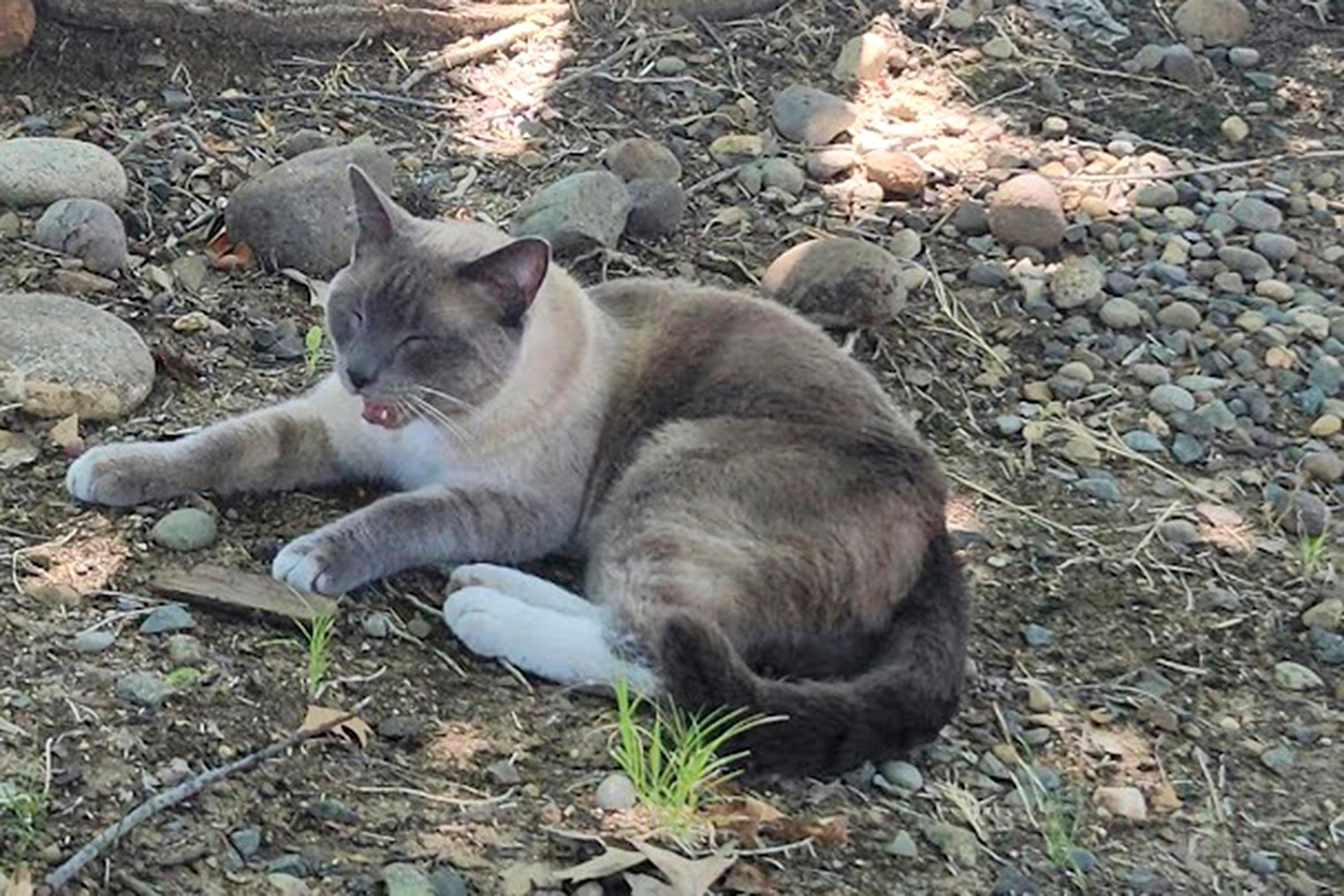 Katten Rayne Beau försvann i en av USA:s största nationalparker och hittades sedan nästan 150 mil bort. Foto: Alexandra Betts via AP/TT