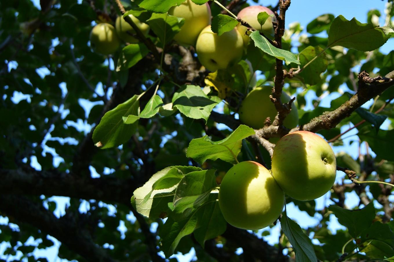 För att ta fram ett komplett äppelträd, som dem man köper på plantmarknaden, med en specifik sort, tar man ympris från ett träd, till exempel Åkerö, och ympar in det på en grundstam med särskilda egenskaper. Foto: Eva Sagerfors