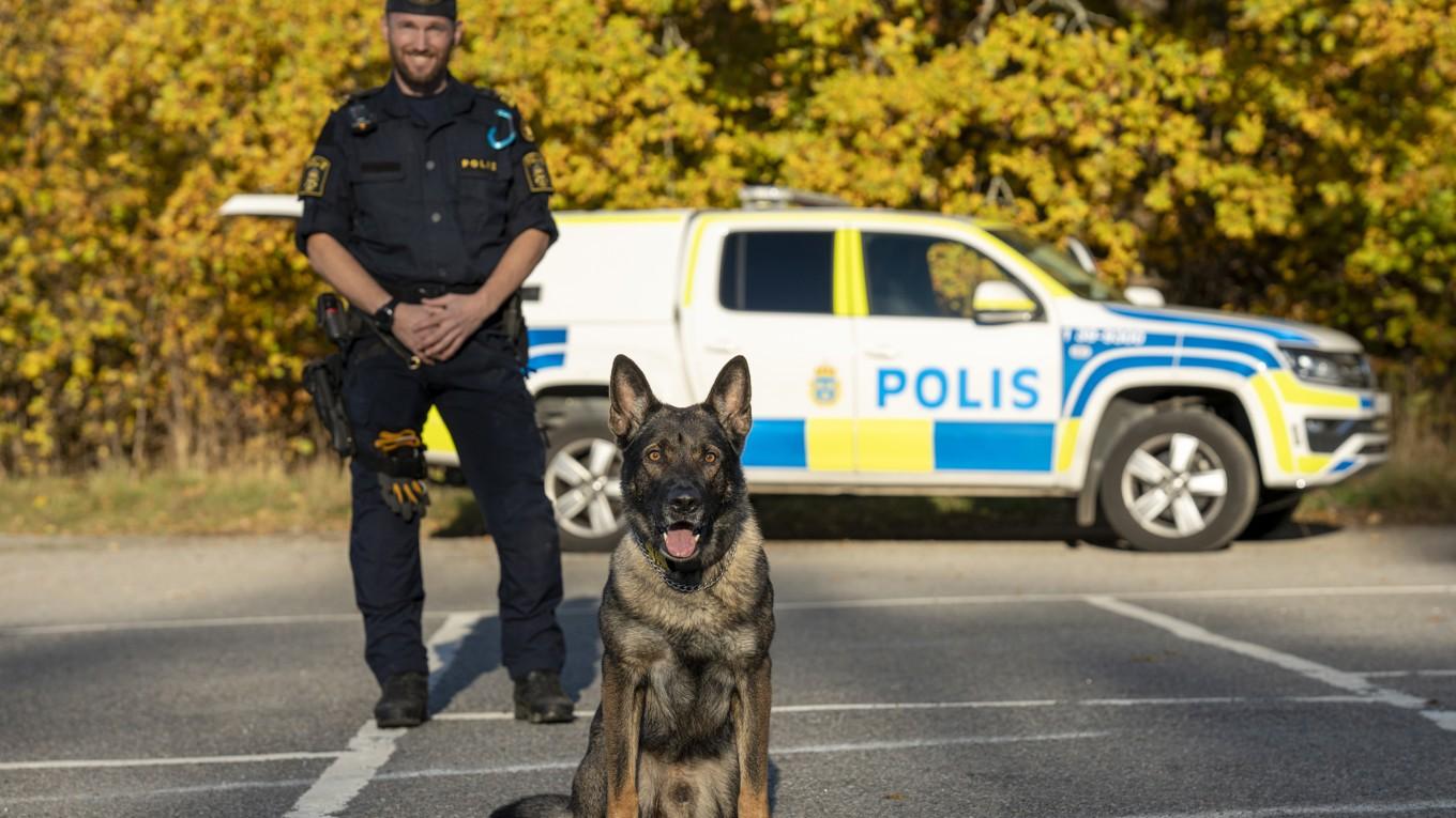 Schäfern Hank är årets polishund 2024. På bilden syns han tillsammans med sin förare Johan Ericsson. Foto: Måns Engelbrektsson