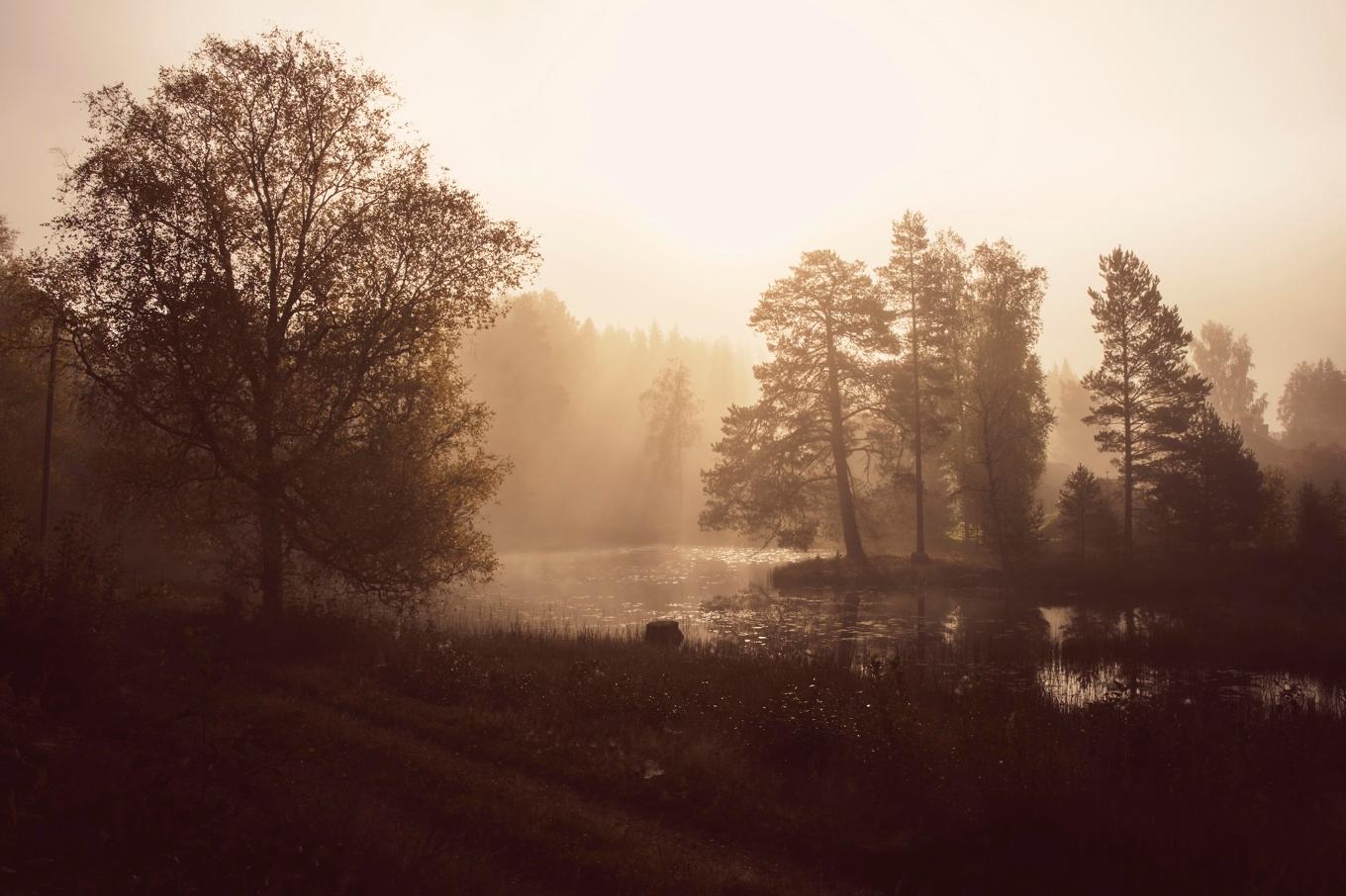 Skogen upplevs annorlunda vid olika tider på dygnet och vid olika väderlekar. Foto: Johan Luandquist Luxemburg