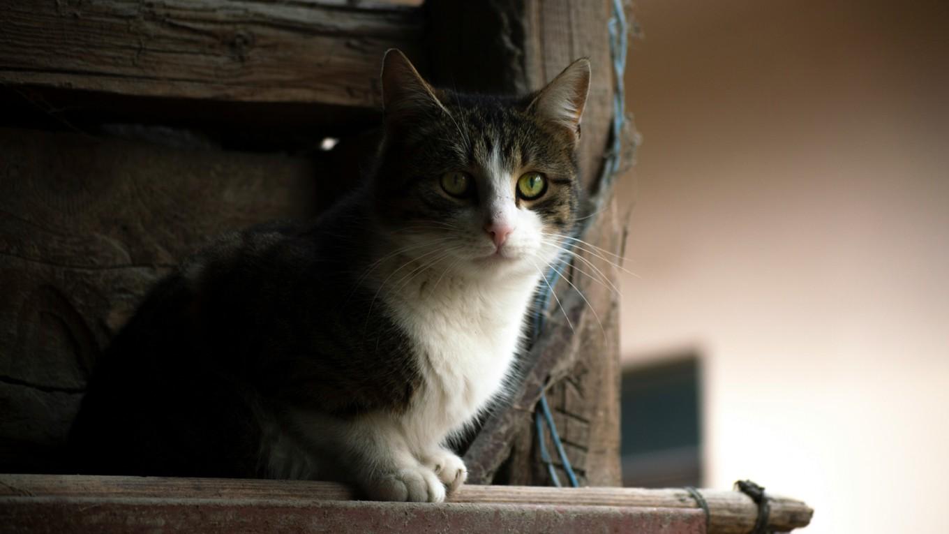 Kattögon kan se i mörkret. Enligt John Gray är katten en realist, med sin hemvist i här och nu.
Foto: Elizabeth S