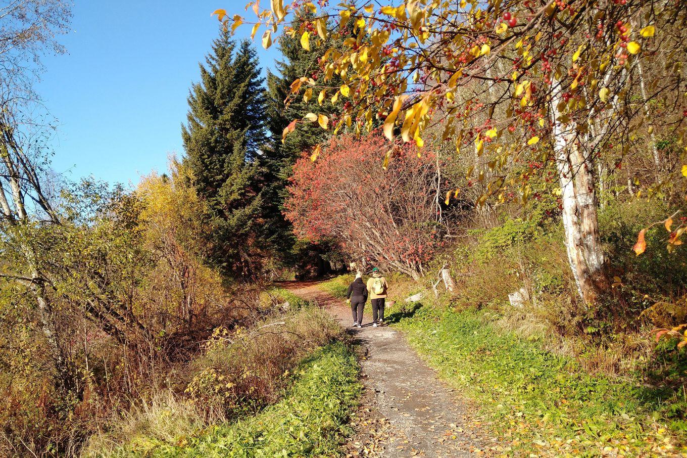 En promenad i naturen kan ge återhämtning och mer energi. Foto: Eva Sagerfors