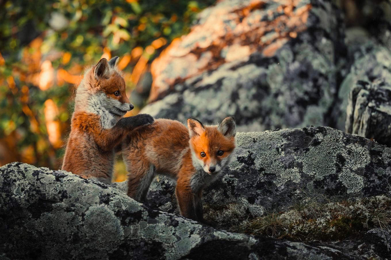 Vissa tider på året är det lättare att komma nära djur som annars är skygga. Foto: Lina Kayser