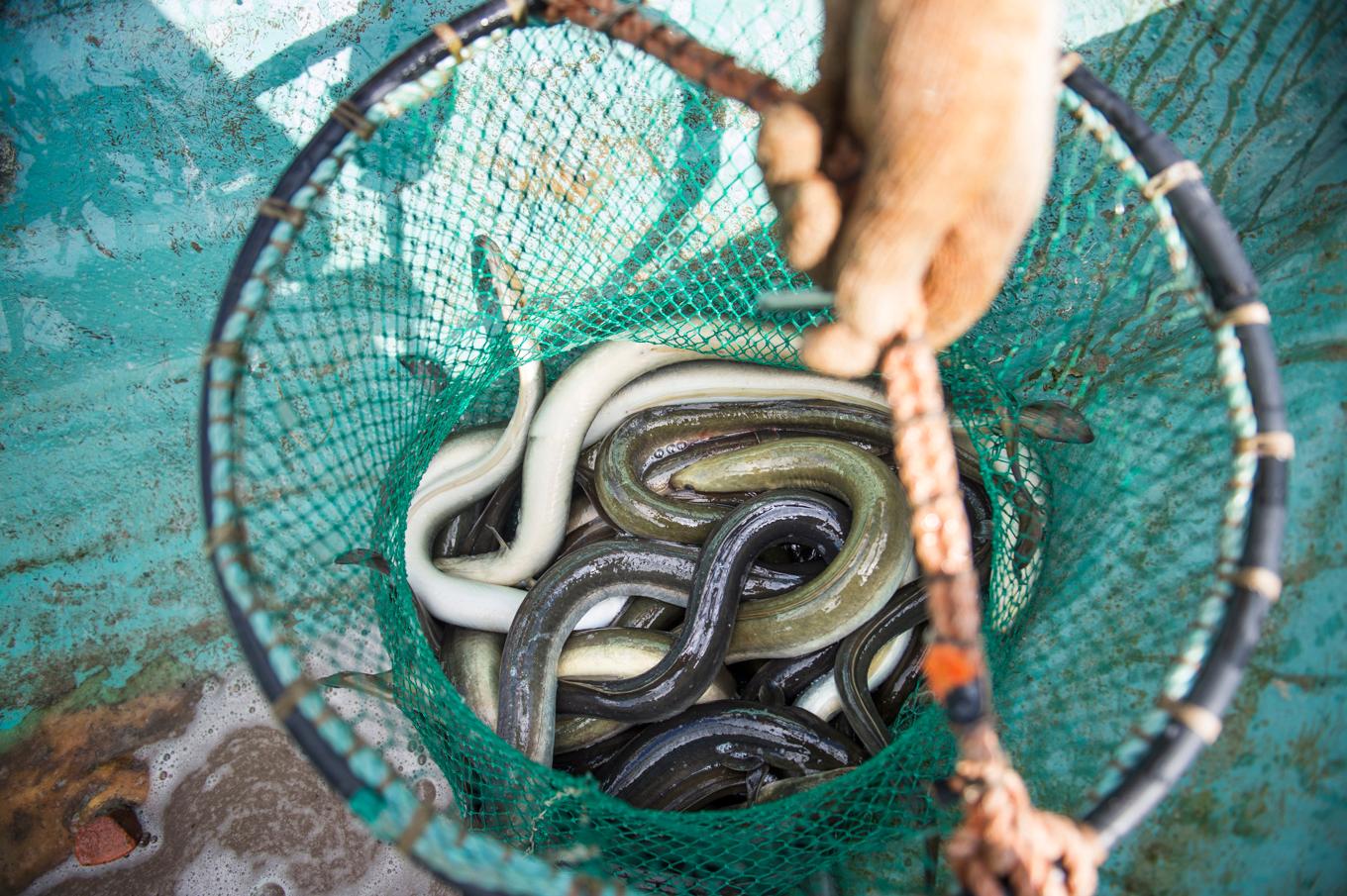 Samtliga beslag under årets fiskesäsong gjordes i Blekinge. Arkivbild. Foto: Emil Langvad/TT