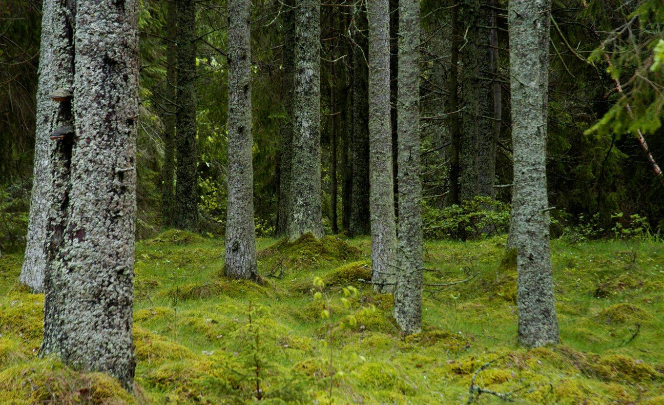 66 gamla handgranater har hittats i ett skogsområde i Jönköping. Skogsområdet på bilden har inget med skogsområdet i artikeln att göra. Arkivbild. Foto: Hasse Holmberg/TT