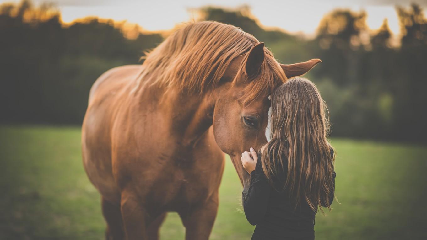 En av dikterna i ”Leva eller dö” handlar om vår existens, sedd genom Anne Sextons dotters kärlek till hästar: ”Smärta för en dotter”. Foto: lightpoet/Shutterstock