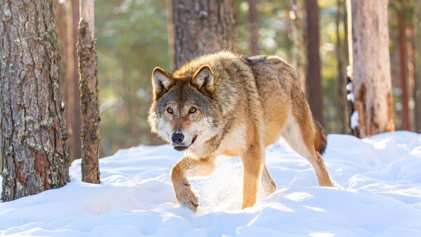 Årligen dödas tamdjur, främst får, av varg i Sverige. Foto: Nick.N.A/Shutterstock