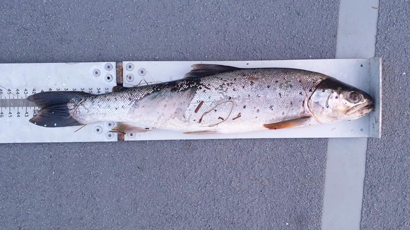 Bilden från förundersökningsprotokollet visar tydligt en öring som mäter 43 centimeter. Sportfiskaren som dömdes anser dock att bilden är en efterkonstruktion. Foto: Kustbevakningen