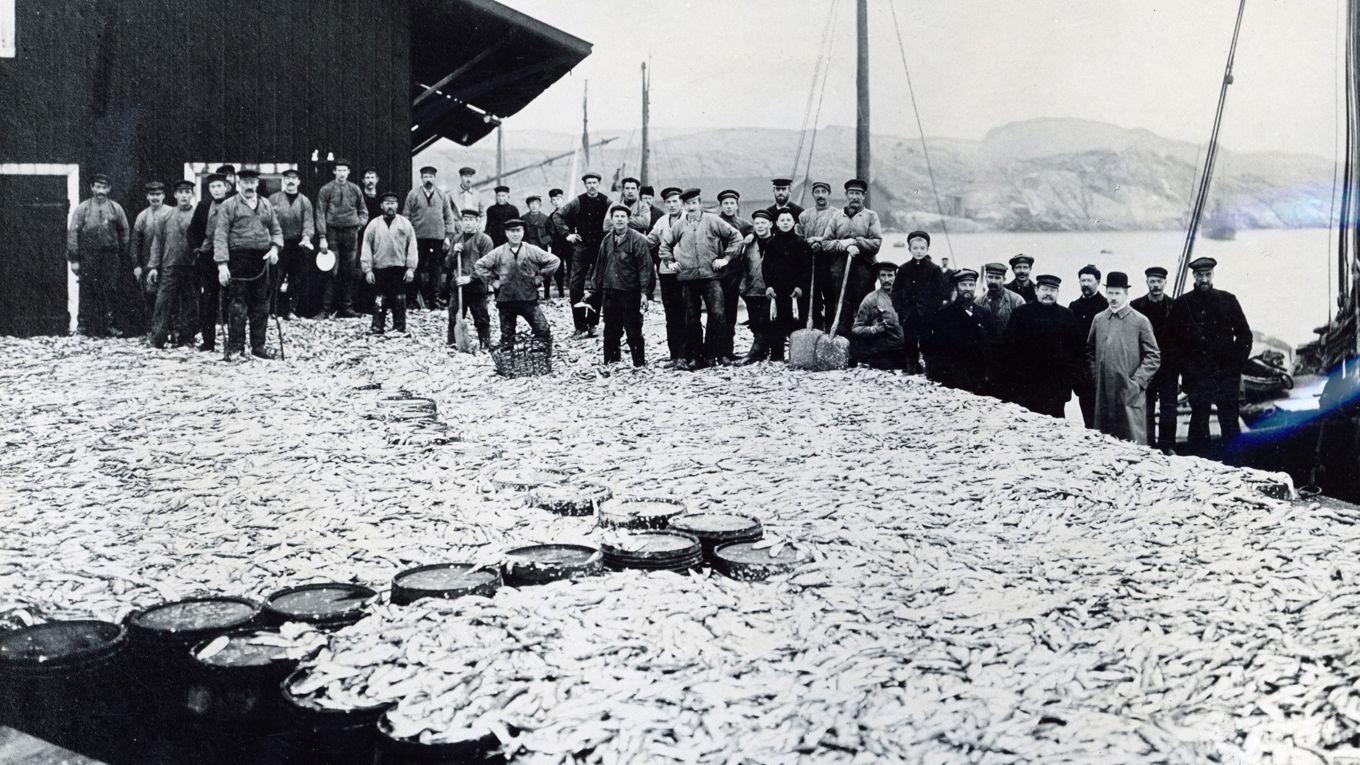 Sillsaltning i Marstrand på 1890-talet. Foto: Axel Wilhelm Olsson/Bohusläns museum