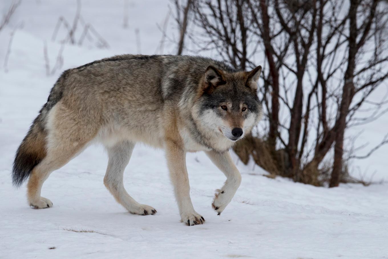 Licensjakten på varg har avlysts i Värmland. Arkivbild Foto: Heiko Junge/NTB/TT