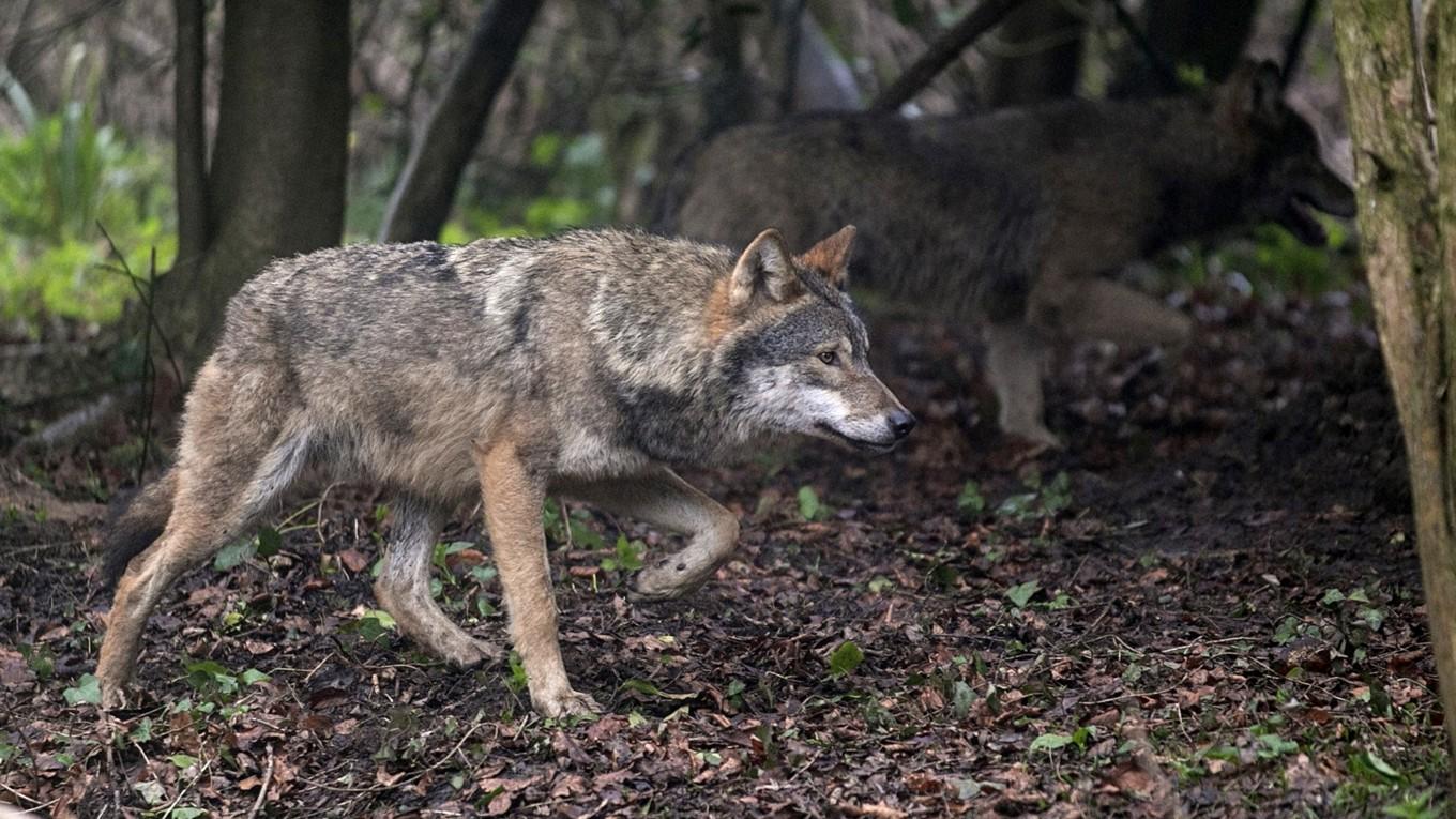 Vargar. Matt Cardy/Getty Images