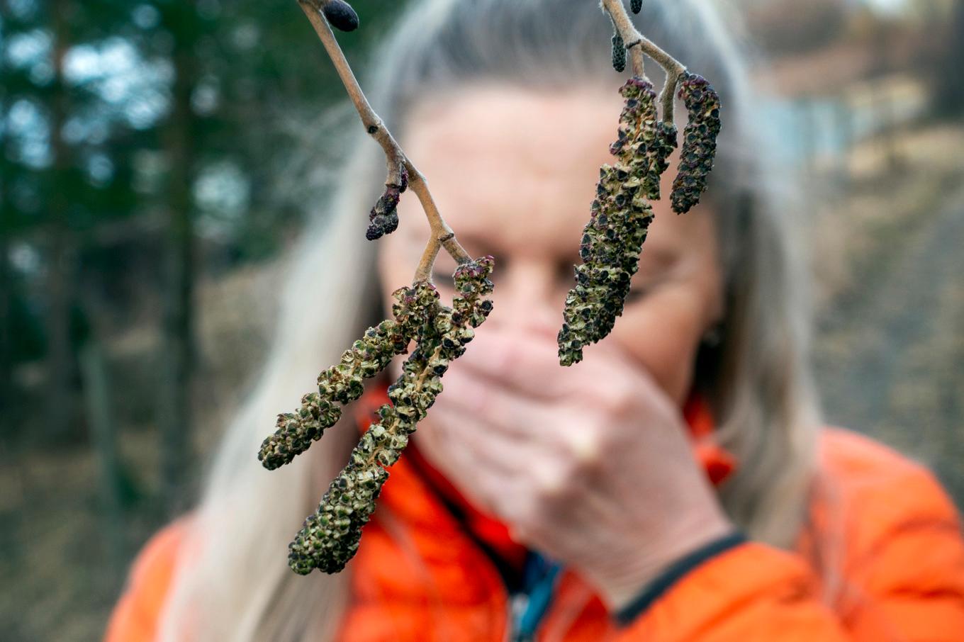 Efter en mild vinter kommer pollen. Arkivbild. Foto: Gorm Kallestad/NTB/TT