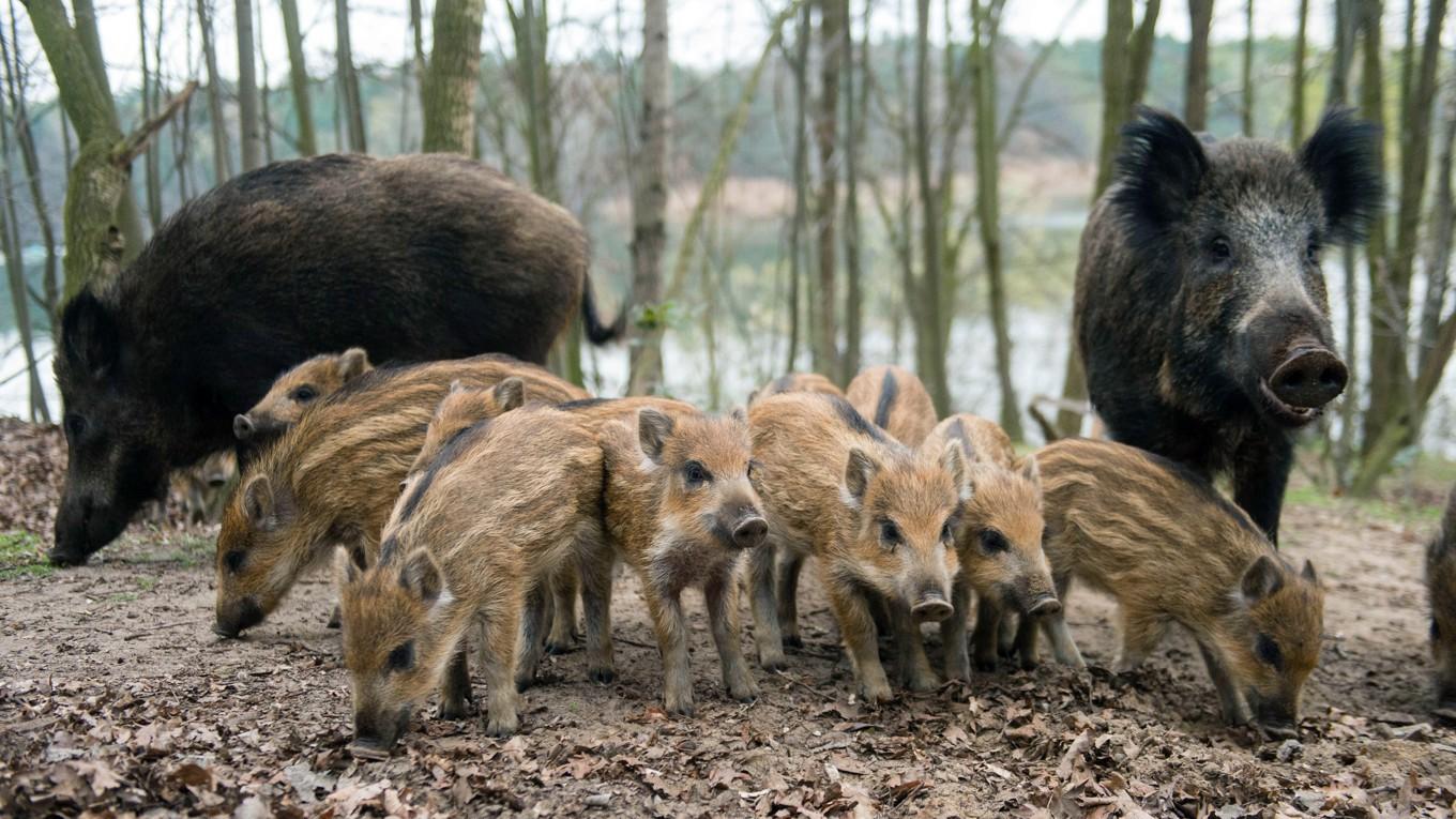 Ett fullvuxet vildsvin blir 1 meter i mankhöjd och drygt 1,5 meter långt. Suggan väger över 100 kilo, medan galten kan väga uppemot 200 kilo. Foto: Gregor Fischer/DPA/AFP via Getty Images