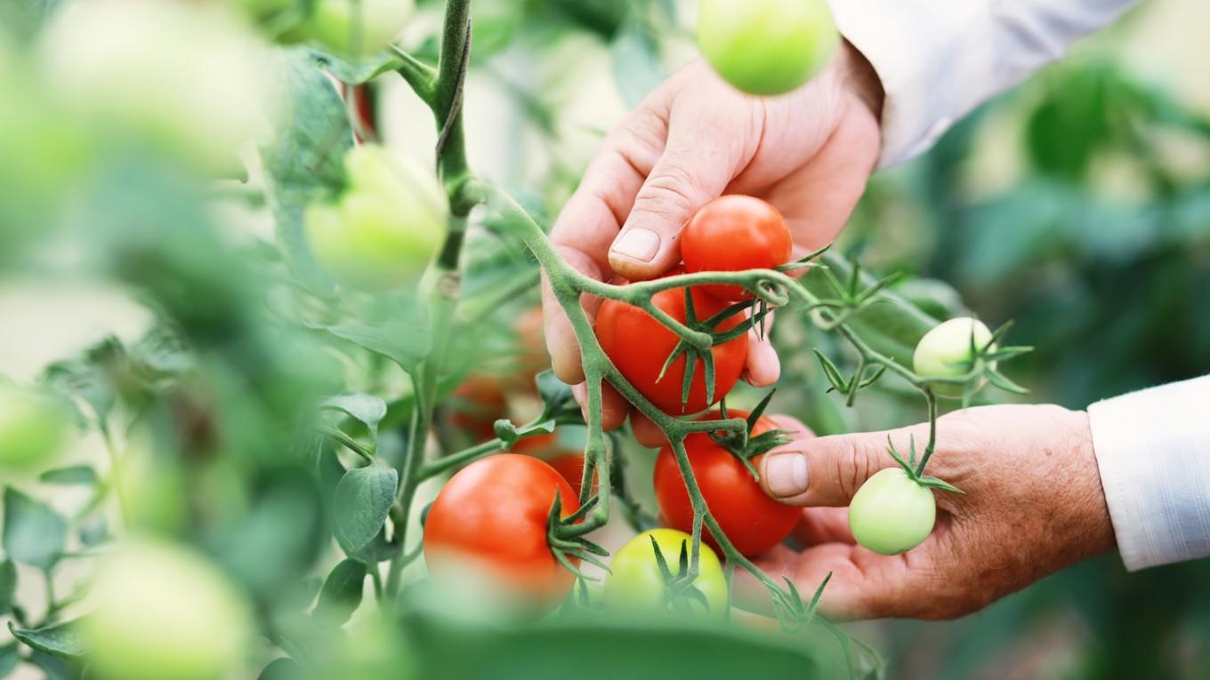 När tomaten först kom till Europa från Sydamerika ansågs den vara giftig och odlades främst för sitt utseendes skull. Och visst är den vacker – genom hela mognadsprocessen. Foto: Shutterstock