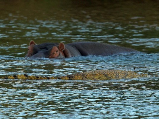 En krokodil flyter förbi en flodhäst i Limpopofloden i Krugers natinalpark i Sydafrika. Världens farligaste djur är dock mycket mindre än så. Foto: Cameron Spencer/Getty Images