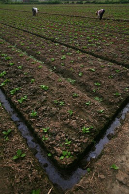 En bonde arbetar på ett fält i utkanten av Kunshan i Jiangsuprovinsen i Kina. (Foto: China Photos/Getty Images)