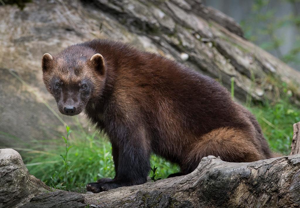 Fem personer misstänks vara inblandade i olika typer av jaktbrott i samband med illegal jakt på björn och järv. (Foto: Jonas Ekströmer/TT)
