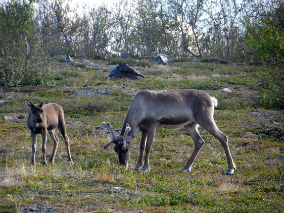 Renbete. (Foto: Mariska te Beest)