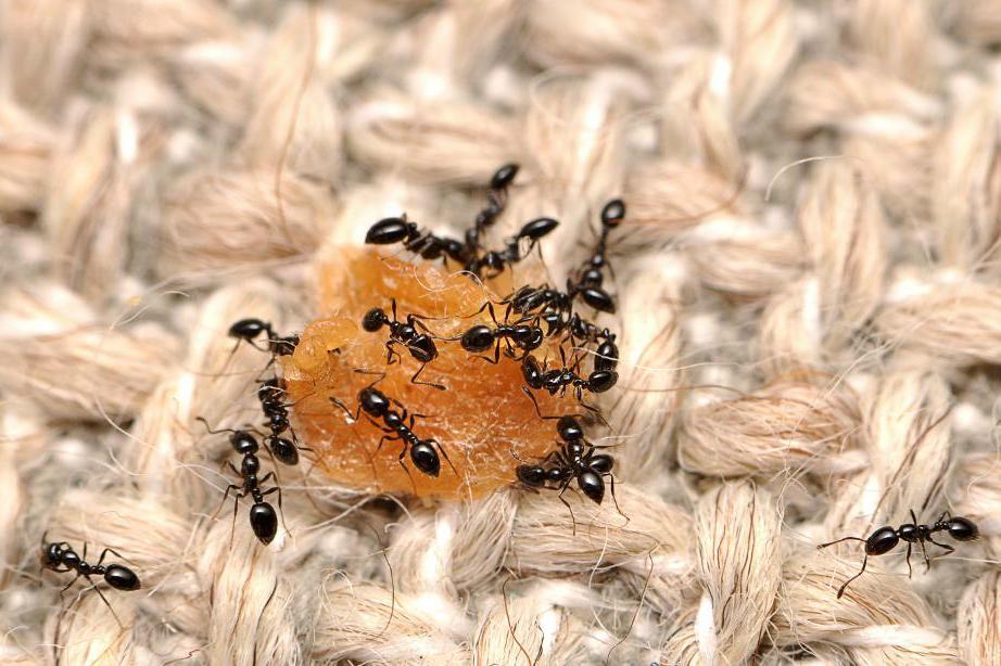 Myror lever tätt tillsammans, som myrorna på bilden som festar loss på en matsmula. Risken att smittsamma sjukdomar ska spridas i kolonin är stor. Foto: Arkivbild.
Matt Bertone/HANDOUT/TT
