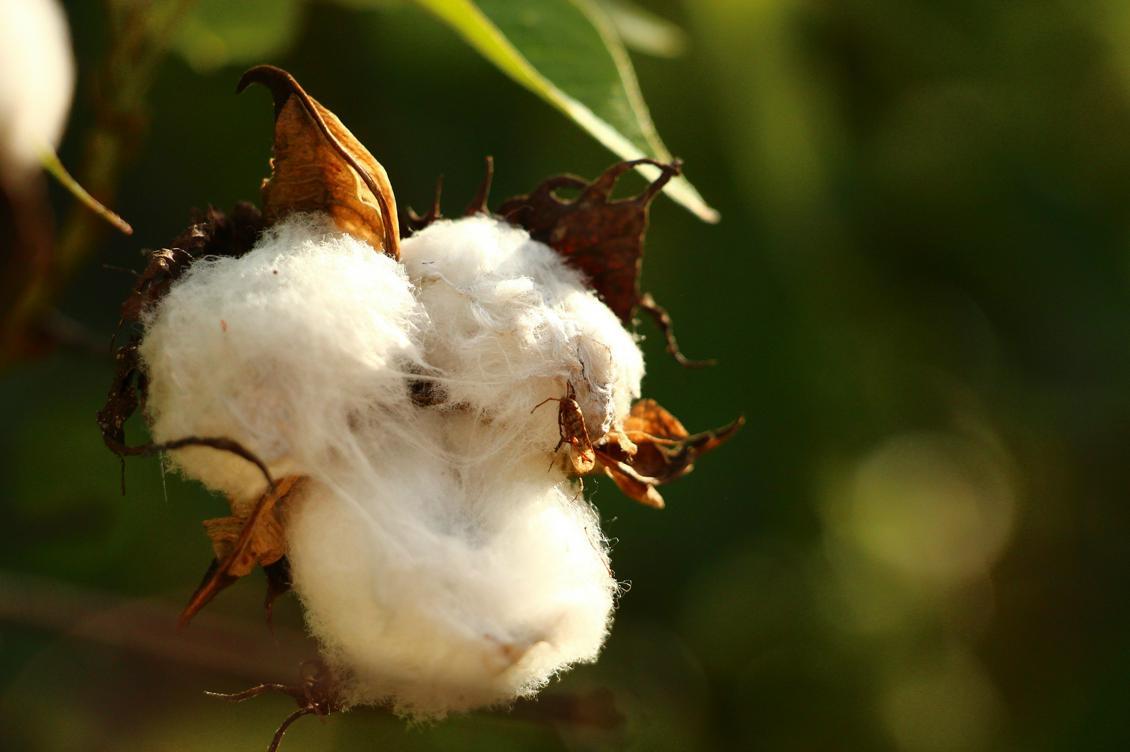 
Konventionell bomullsodling kräver mycket vatten och besprutas med stora mängder bekämpningsmedel mot insektsangrepp. Konsekvenserna för miljön och människors hälsa är stora i odlingsländerna. Vid sidan om bomullen behövs andra råvaror till textiltillverkningen.                                            