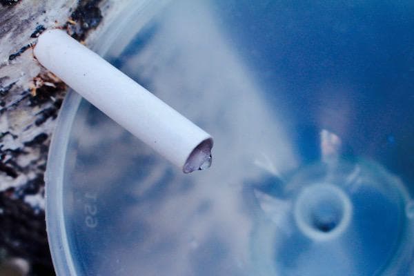 Provtappning av björksav! Foto: Susanne W Lamm