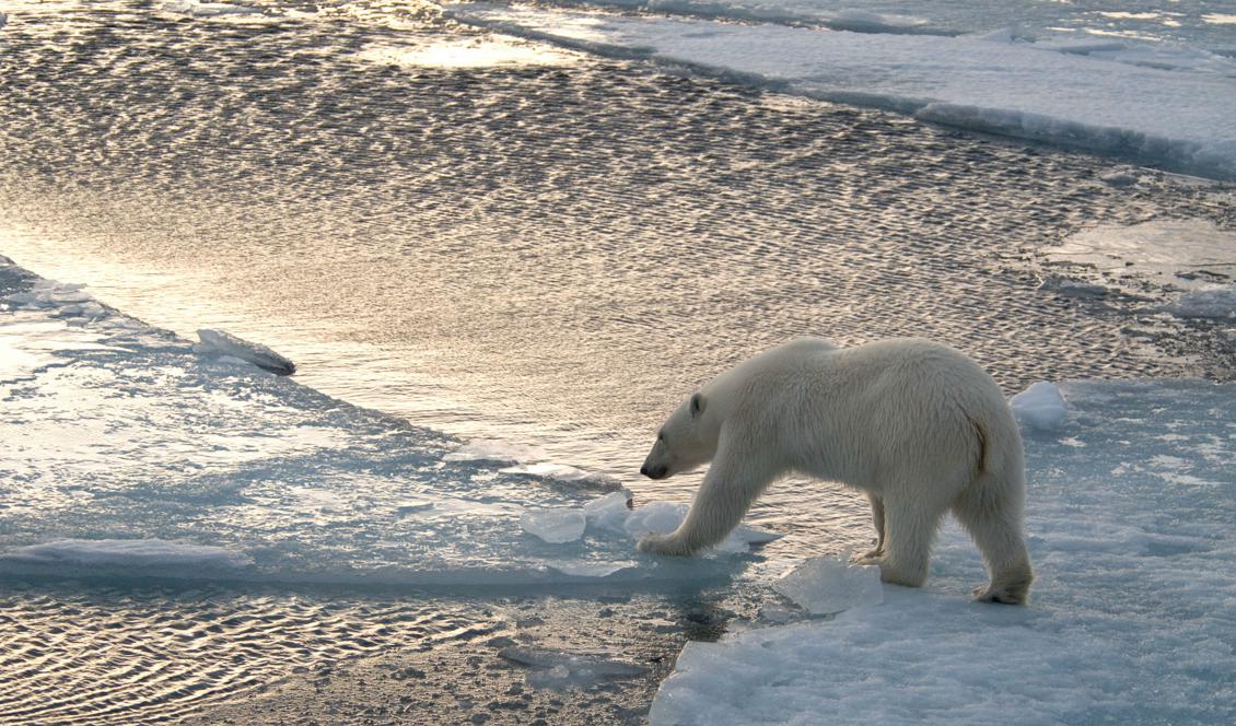 Arktis känns avlägset för många, trots att vi är ett av de åtta arktiska länderna. Men klimatförändringarna i Arktis kommer att påverka oss mer och mer. Isbjörnen är fotograferad i Spetsbergen, Svalbard. Foto: WWF