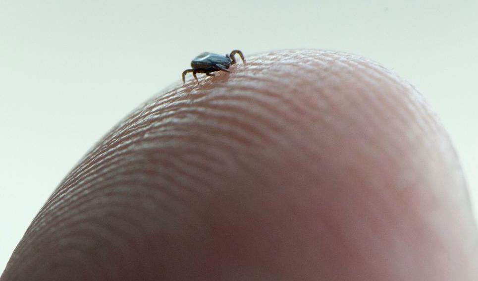 Fästing av vanlig variant. Foto: Fredrik Sandberg /TT-arkivbild