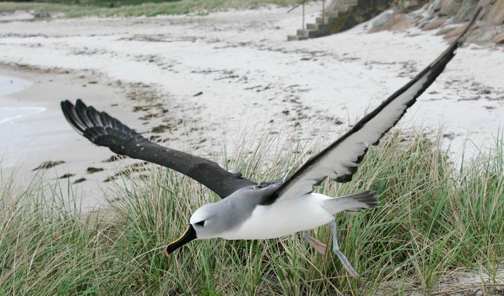 Det finns mer än 20 arter av albatross. Nästan alla befinner sig i fara. Arkivbild. Foto: TT