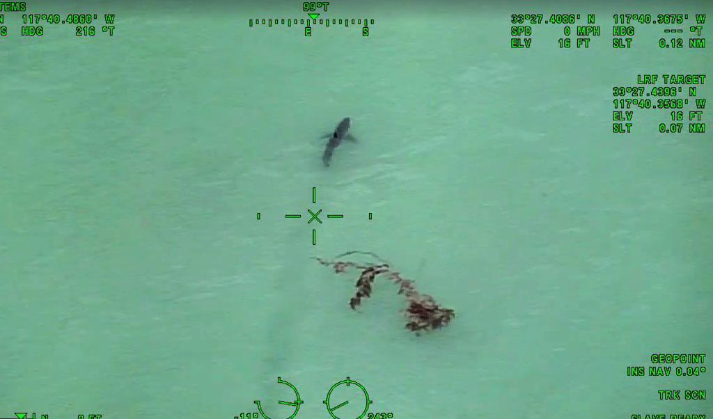 
Polisen i Orange County i Kalifornien tog nyligen hjälp av en helikopter för att varna surfare och simmare om att flera hajar siktats nära stranden. Bilden är tagen vid Dana Point. Foto: AP/TT                                            